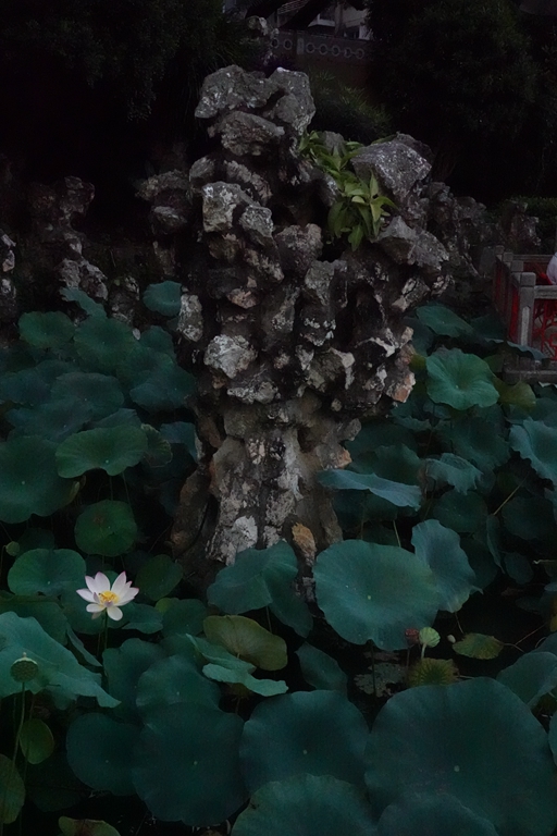盧廉若公園的假山石。人民網(wǎng) 唐佳 攝