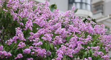 廈門(mén)：夏日浪漫紫花開(kāi)
