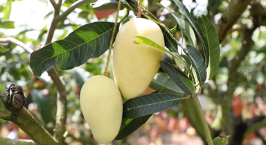 昌江芒果為啥這樣甜？聽聽果農(nóng)咋說