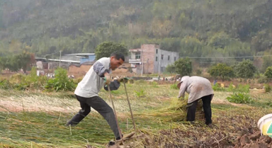 廣西鐘山：暖冬馬蹄香 田間採(cǎi)收忙