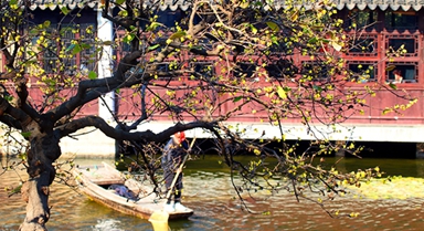 江蘇蘇州：蠟梅綻放