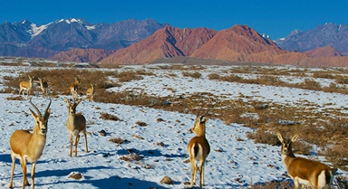 新疆溫宿：戈壁灘上的鵝喉羚