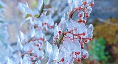 云南丘北：冬日限定“冰晶森林”上線